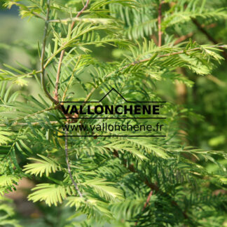 METASEQUOIA glyptostroboides 'Snow Flurries' en Juillet