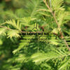 METASEQUOIA glyptostroboides 'Snow Flurries' en julio