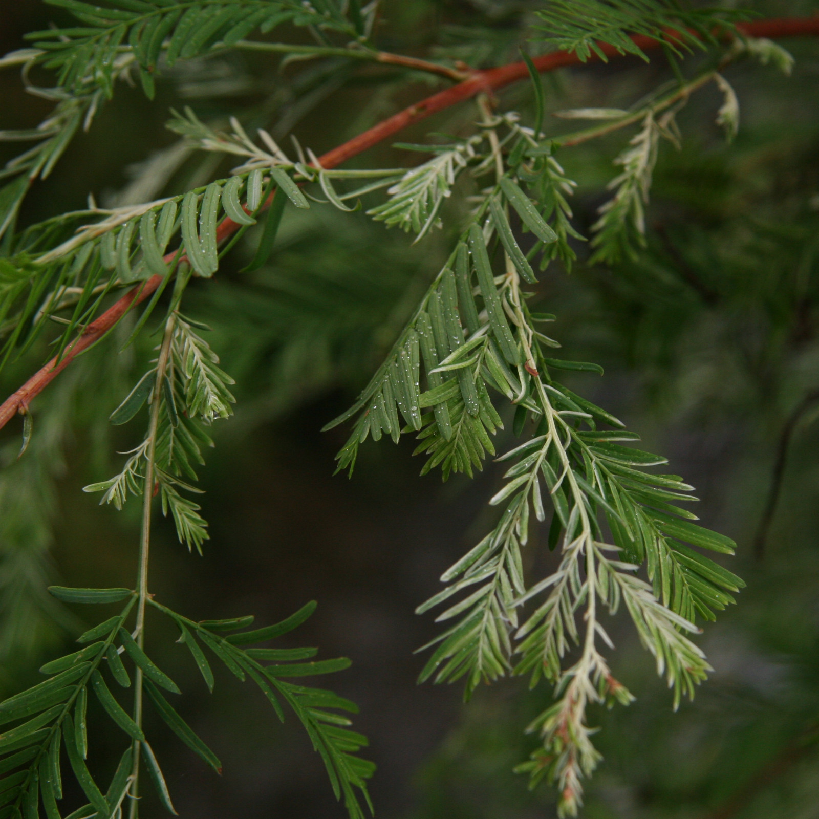 METASEQUOIA glyptostroboides 'White Spot' en Octobre