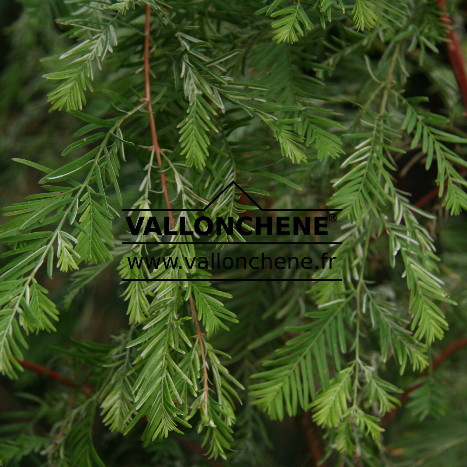 METASEQUOIA glyptostroboides 'White Spot' en Octobre
