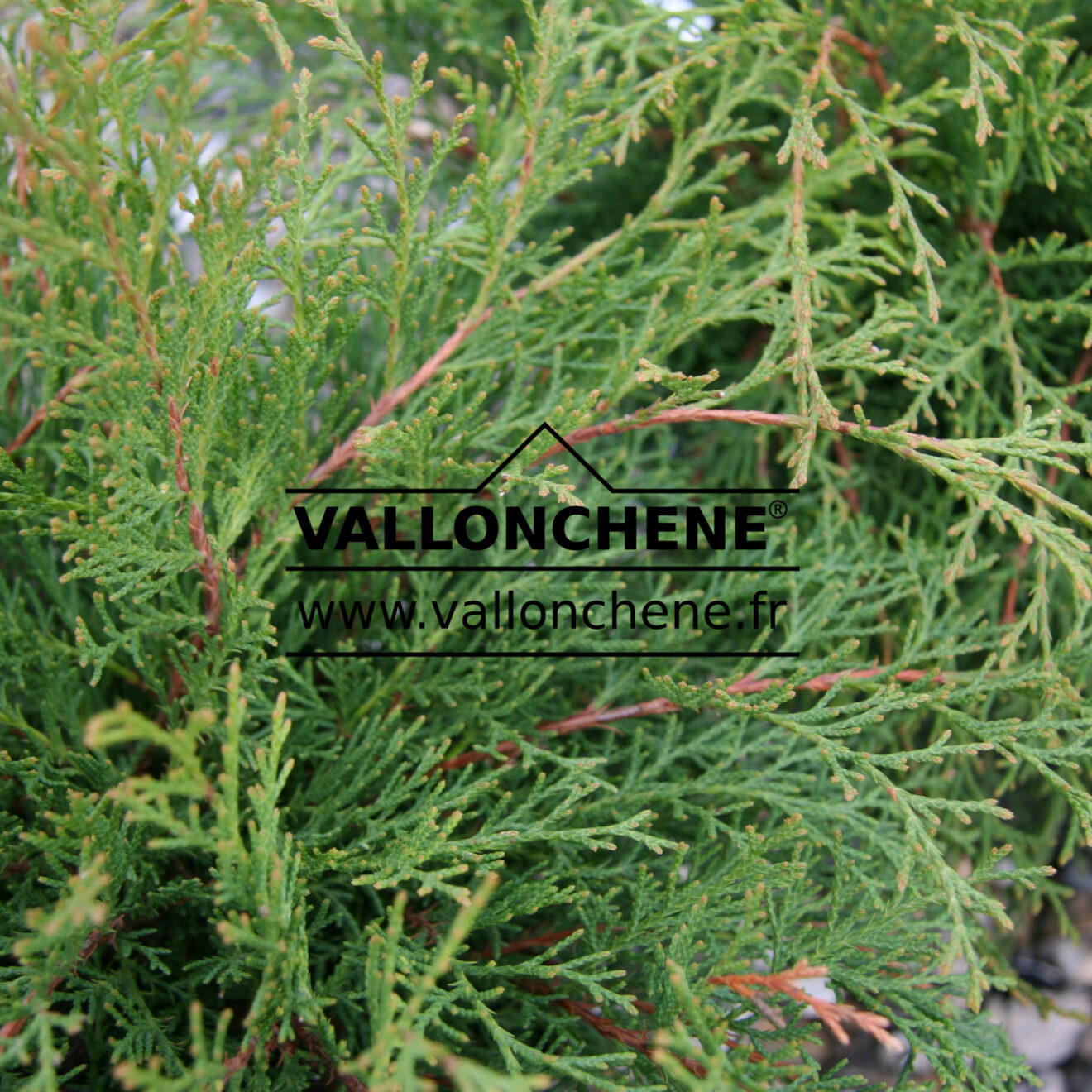 MICROBIOTA decussata Siberian carpet cypress