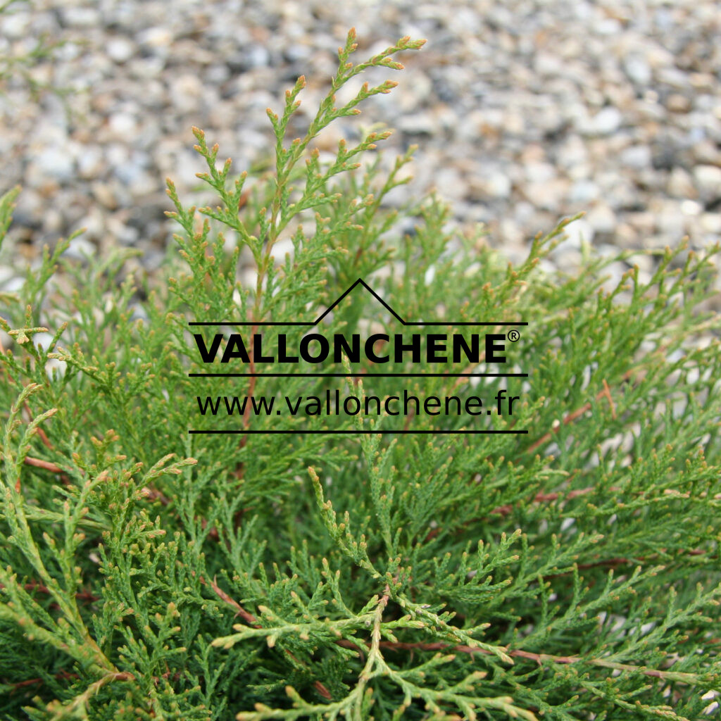 MICROBIOTA decussata Siberian carpet cypress