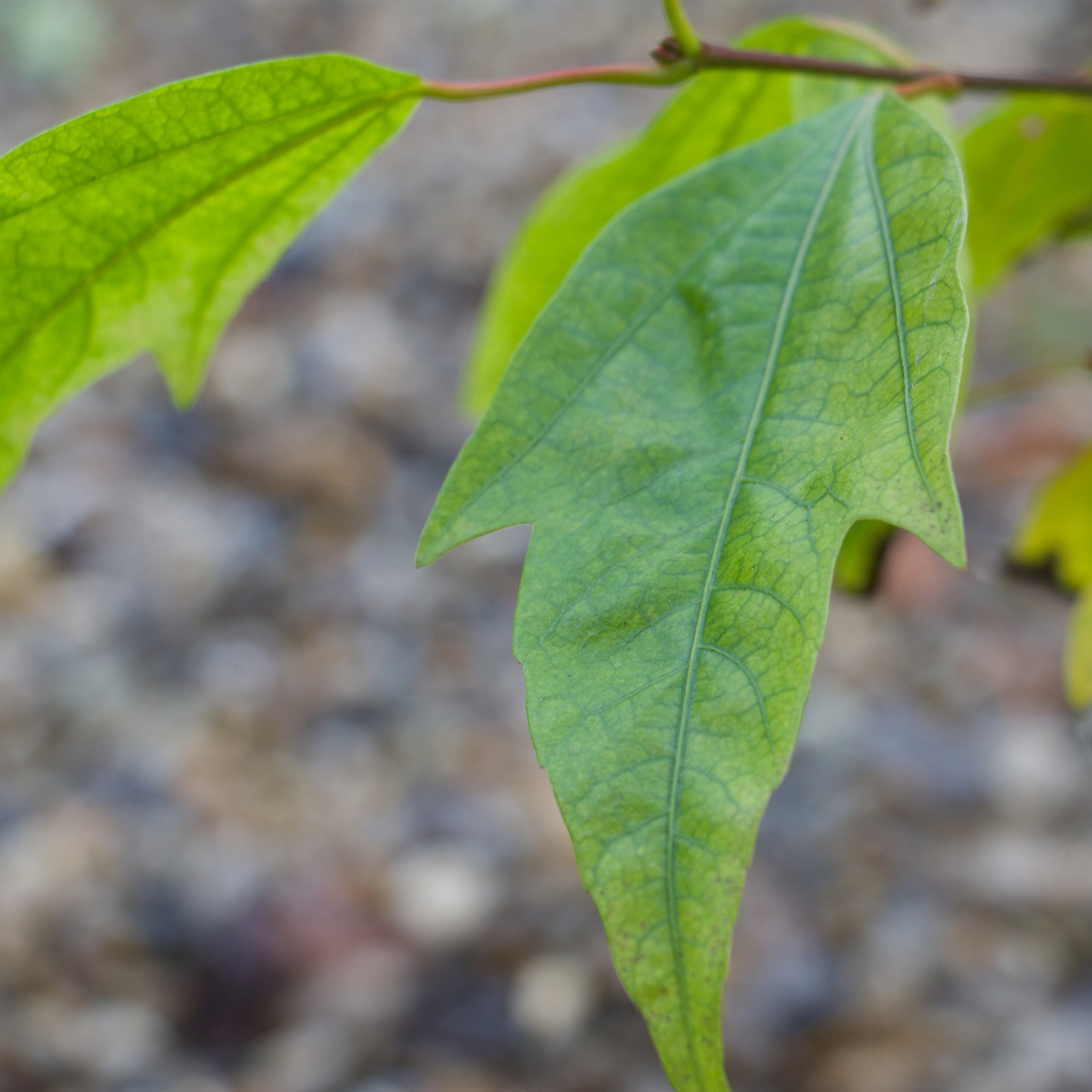 ACER calcaratum en Novembre