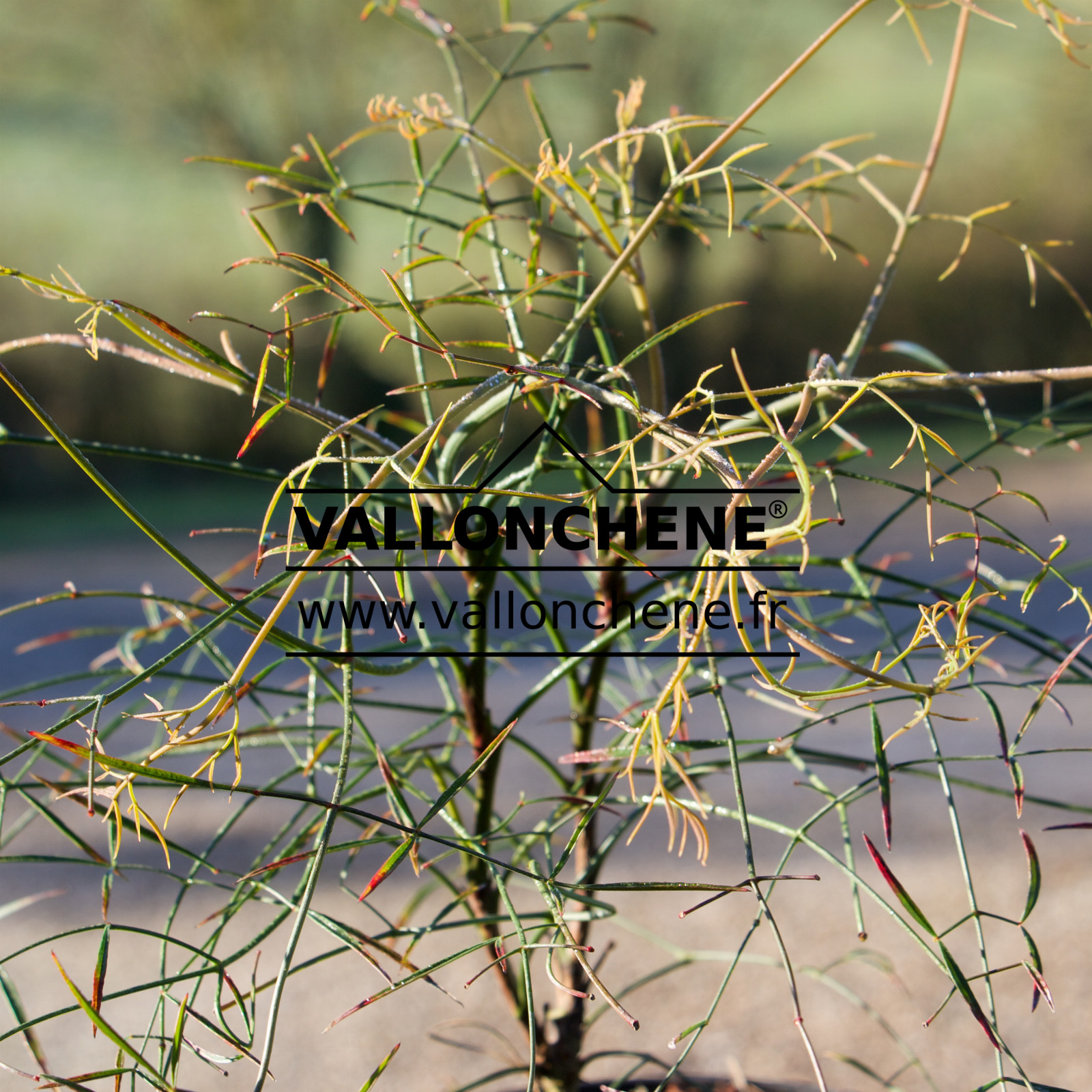 NANDINA domestica ‘Filamentosa’ en Mars