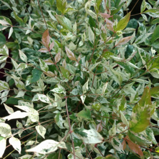 NANDINA domestica 'Twilight' (R) en Octobre