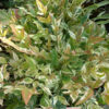 NANDINA domestica 'Twilight' (R) en Octobre