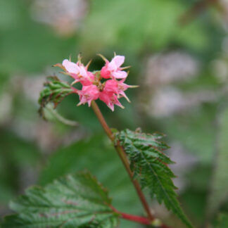 NEILLIA affinis en Septembre