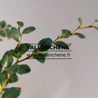 NOTHOFAGUS betuloides en Novembre