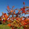 NYSSA sylvatica 'Wisley Bonfire' in December
