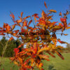 NYSSA sylvatica 'Wisley Bonfire' in December