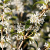 OSMANTHUS burkwoodii en Mars OSMANTHUS burkwoodii en Mars