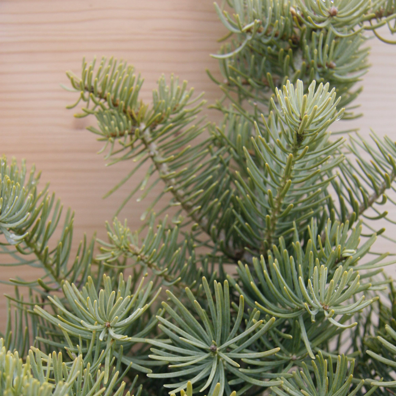 ABIES concolor ‚Compacta‘ en Décembre