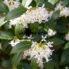 OSMANTHUS burkwoodii en Mars OSMANTHUS burkwoodii en Mars