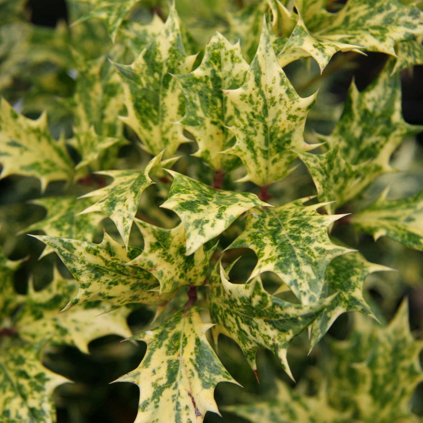 OSMANTHUS heterophyllus ‚Goshiki‘ en Mars