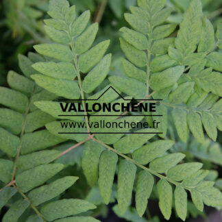 OSMUNDA regalis en Septembre