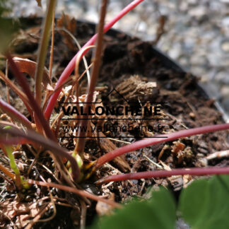 OSMUNDA regalis 'Purpurascens' en Juin