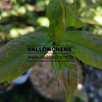 OXYDENDRUM arboreum en Mai