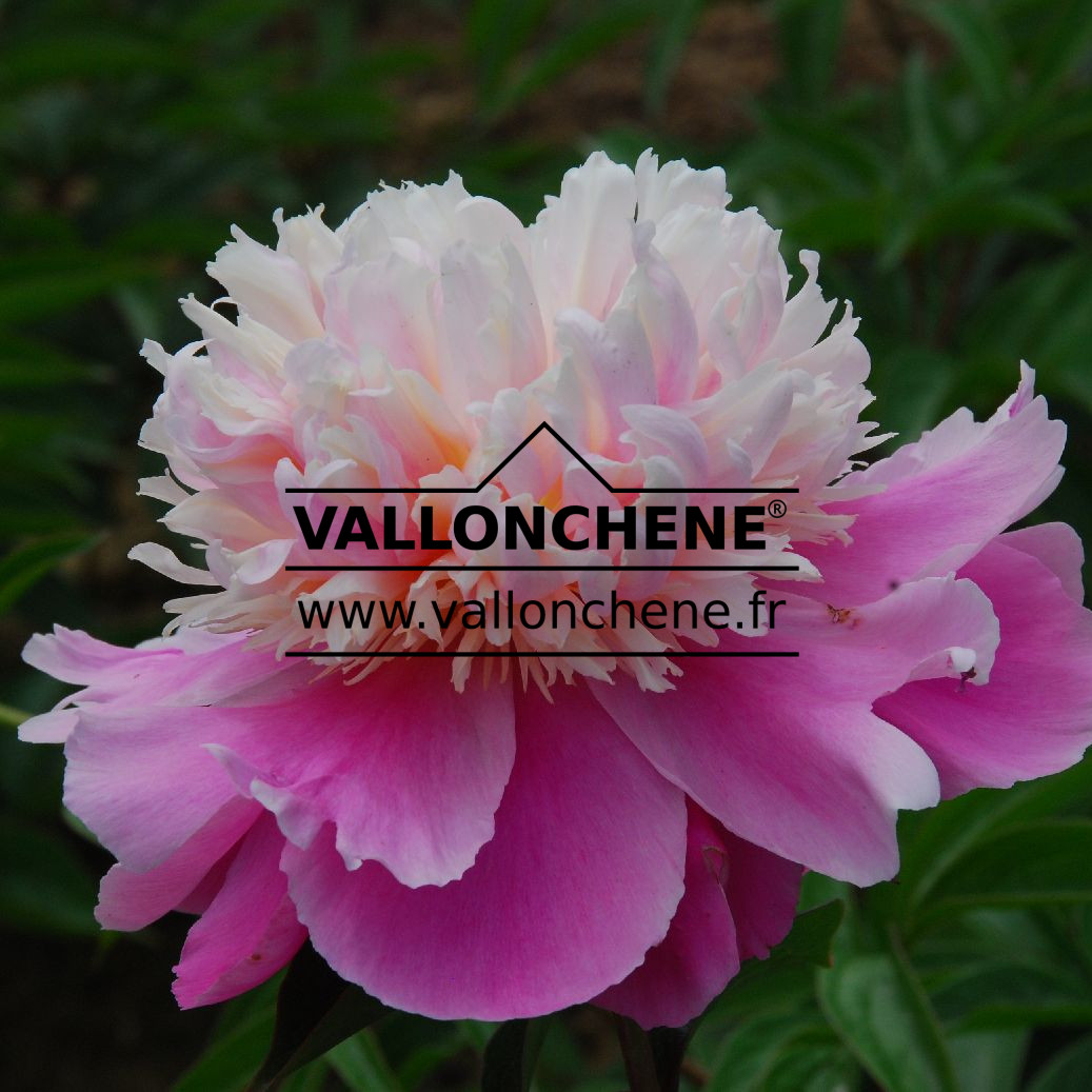 PAEONIA lactiflora ‘Chun Xiao’