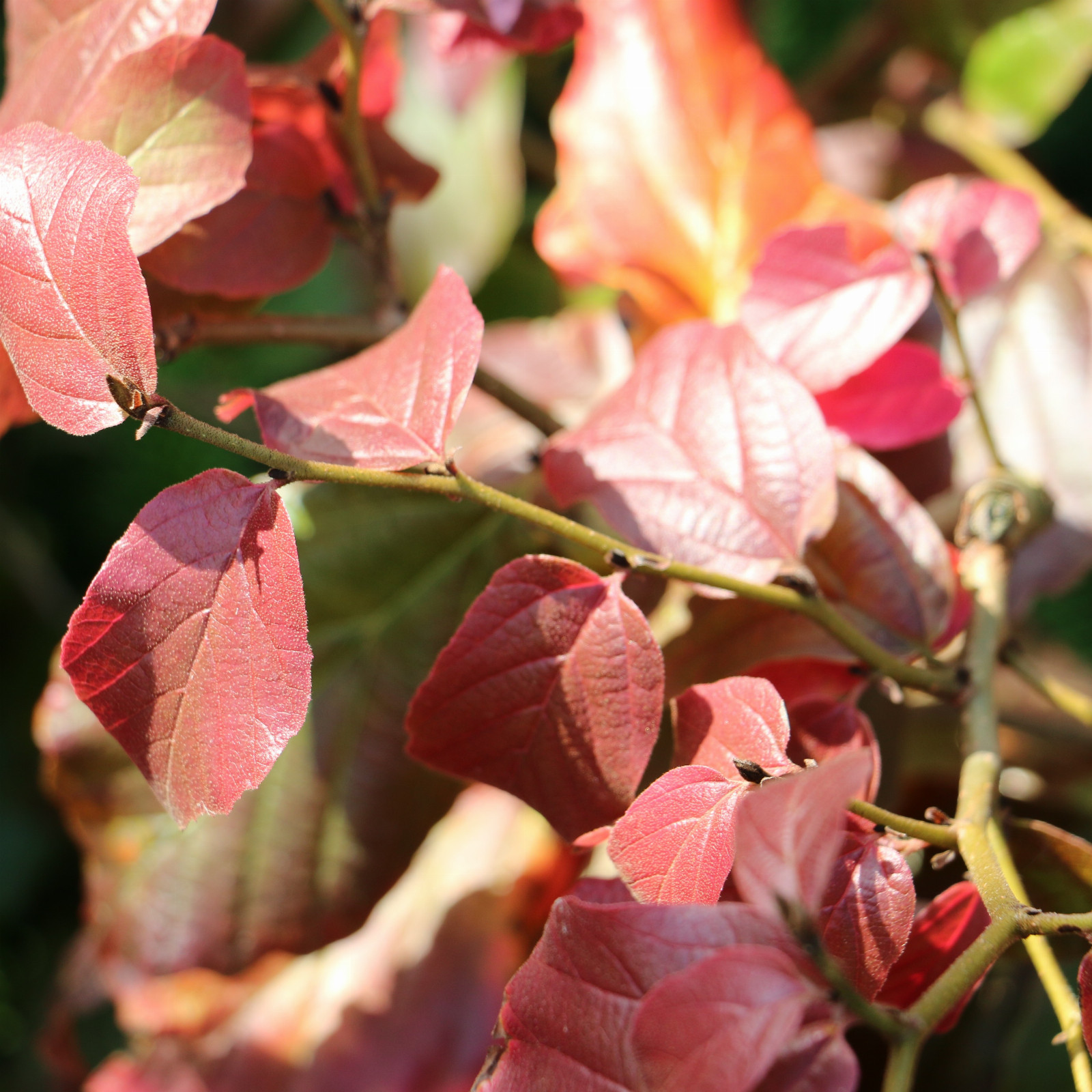 PARROTIA persica en Septembre