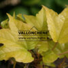 PARTHENOCISSUS tricuspidata ‚Fenway Park‘ en Mai