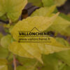 PARTHENOCISSUS tricuspidata ‚Fenway Park‘ en Mai