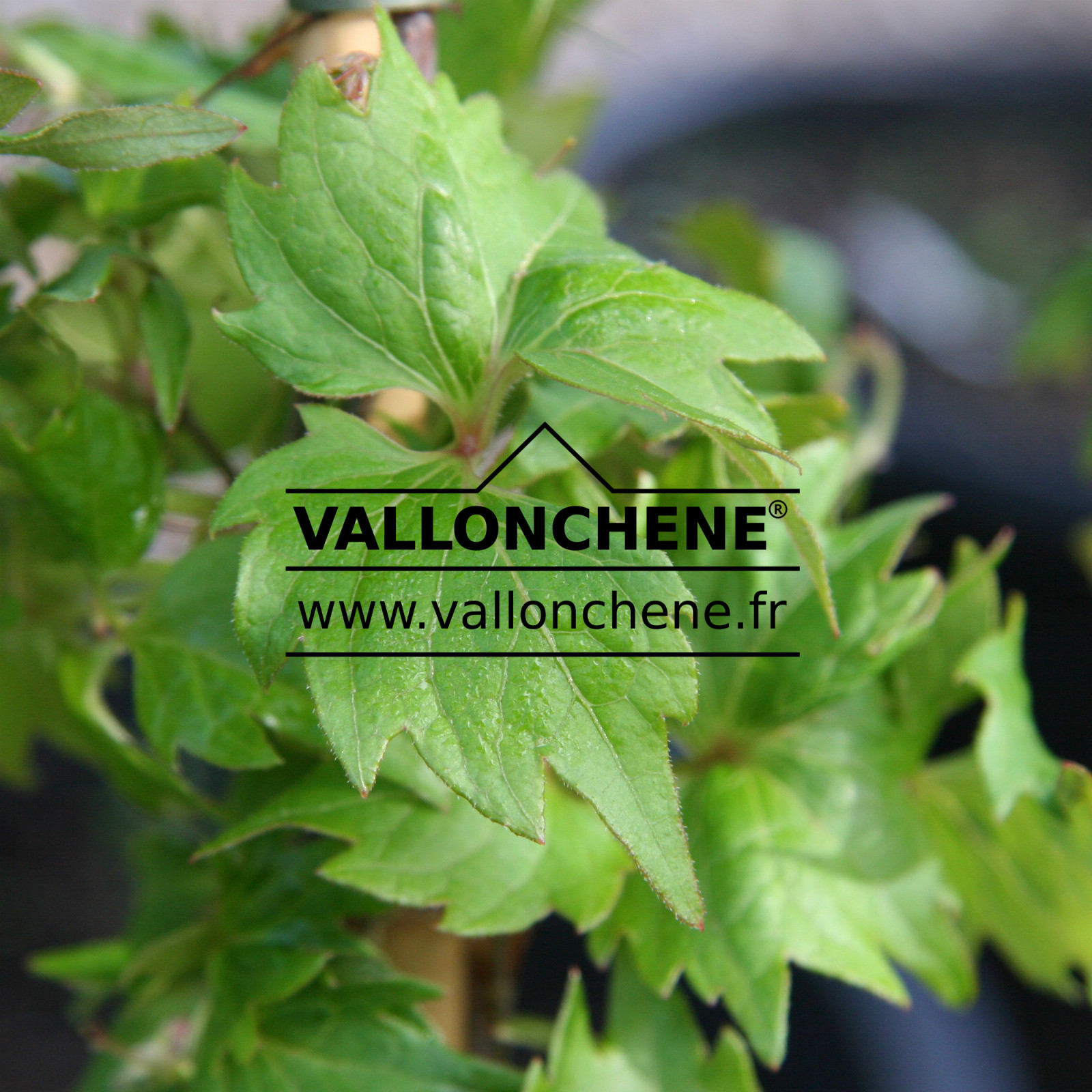 PARTHENOCISSUS tricuspidata ‘Lowii’ en Mai