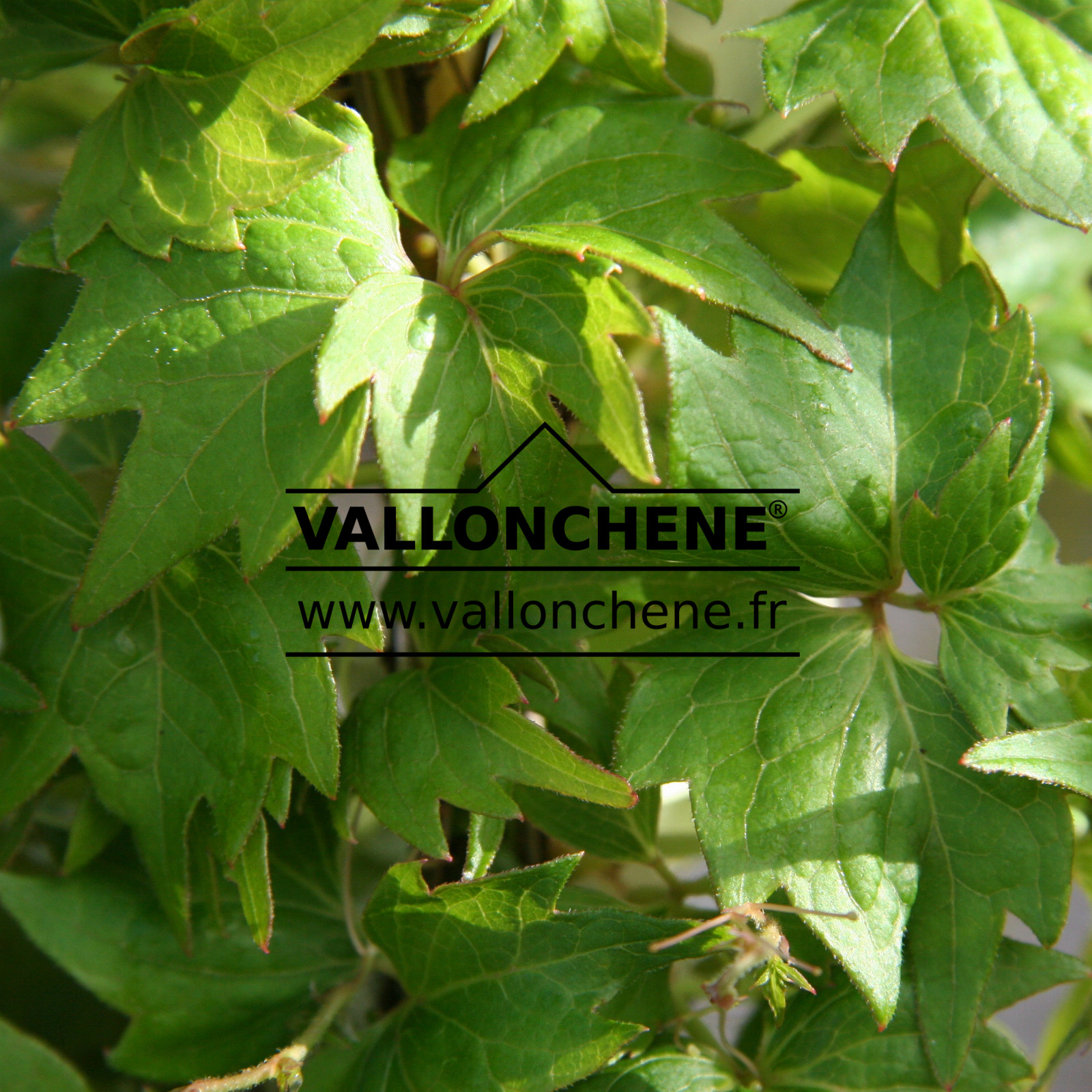 PARTHENOCISSUS tricuspidata ‘Lowii’ en Mai