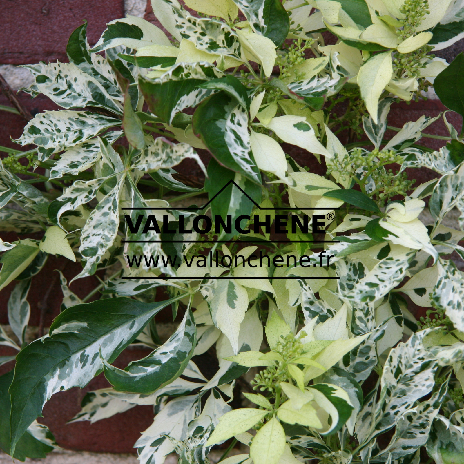 PARTHENOCISSUS tricuspidata 'Star Shower' en Juillet