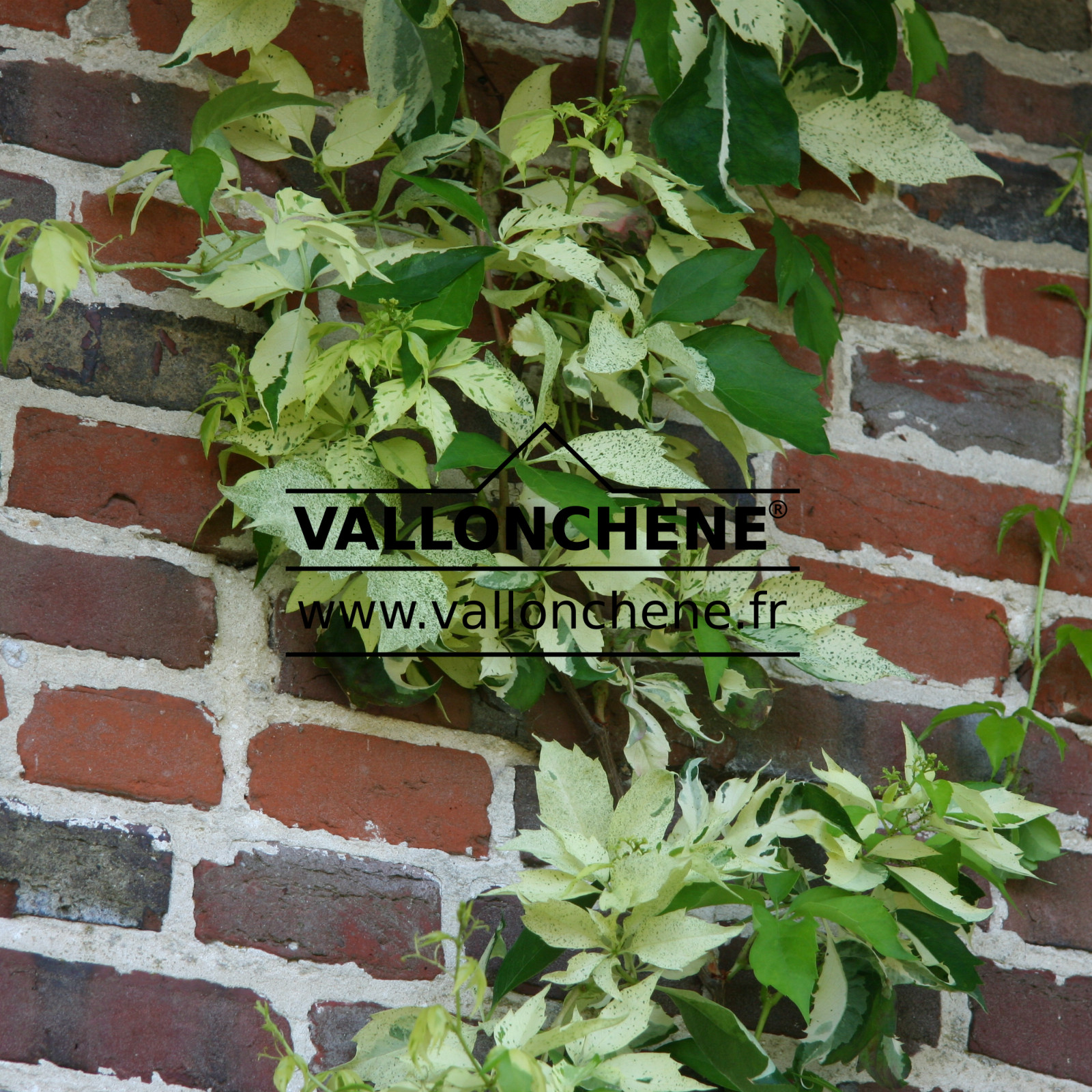 PARTHENOCISSUS tricuspidata 'Star Shower' en Juillet
