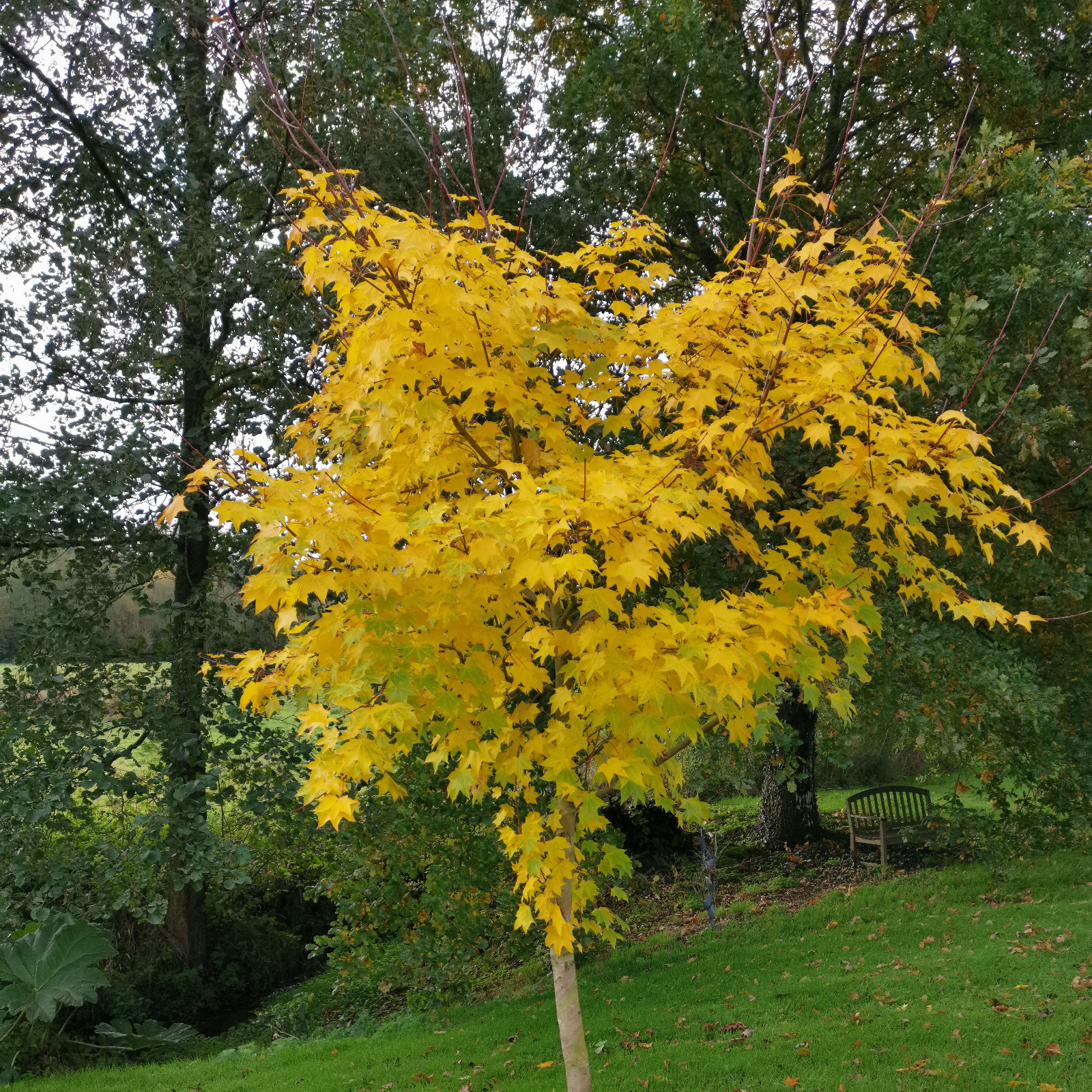 ACER cappadocicum ‚Aureum‘ en Décembre