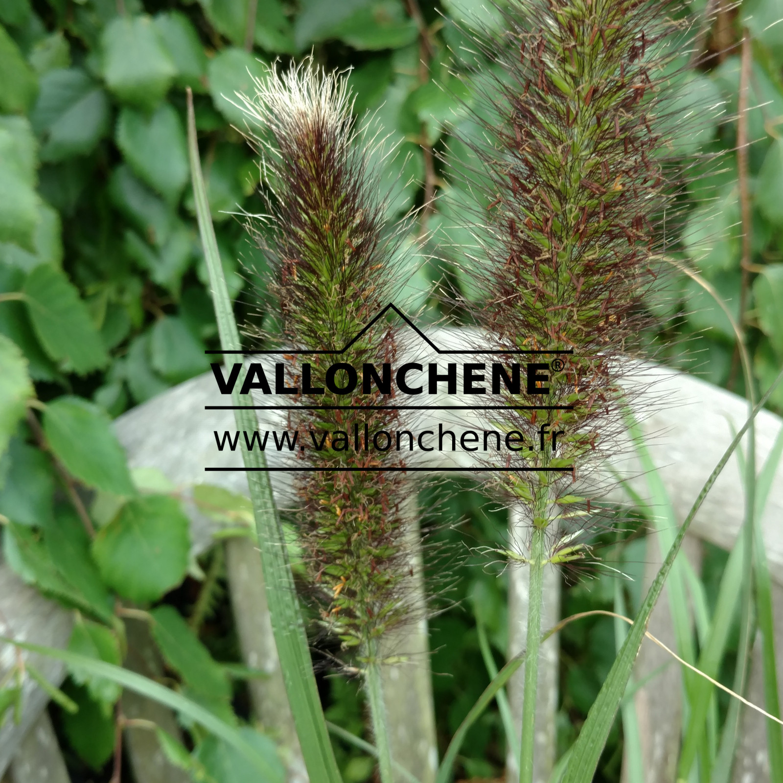 PENNISETUM viridiscens