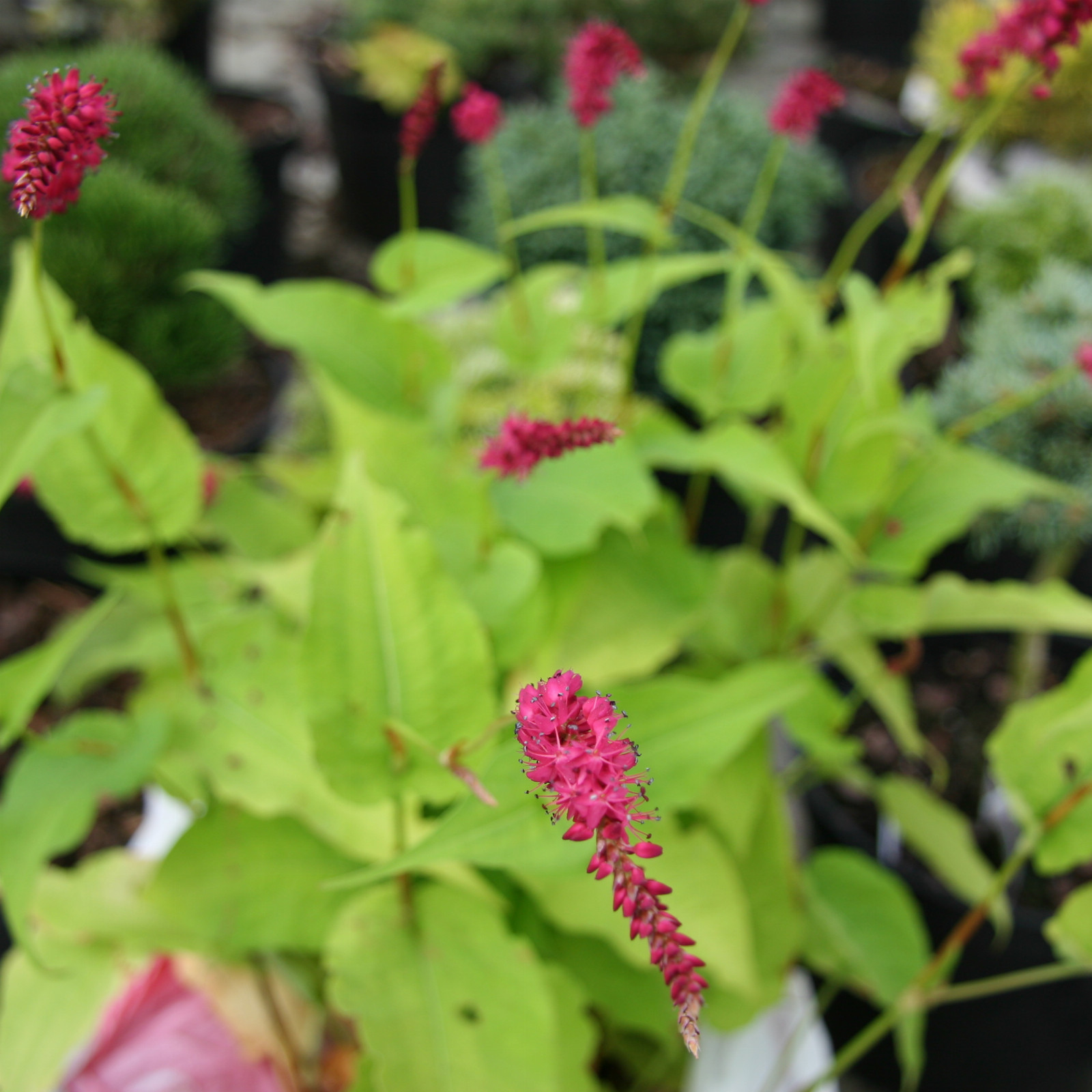 PERSICARIA amplexicaulis 'Golden Arrow' en Juillet