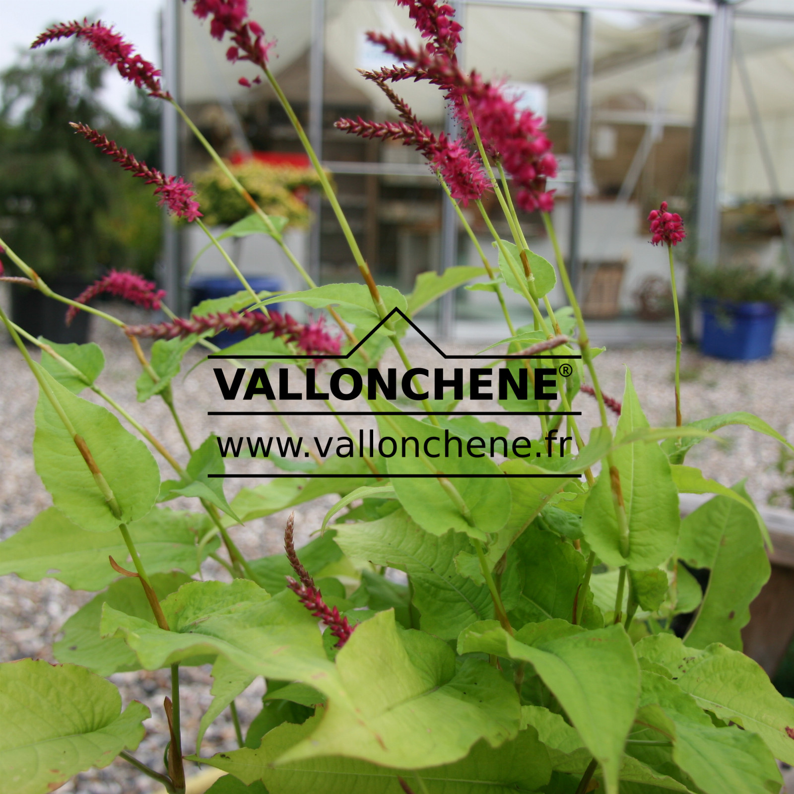 PERSICARIA amplexicaulis ‘Golden Arrow’ en Juillet