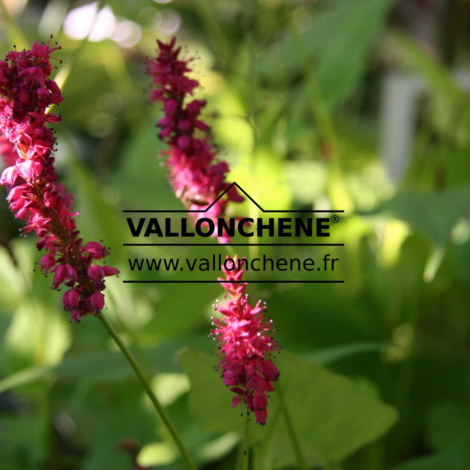 PERSICARIA amplexicaulis ‘Golden Arrow’ en Juillet