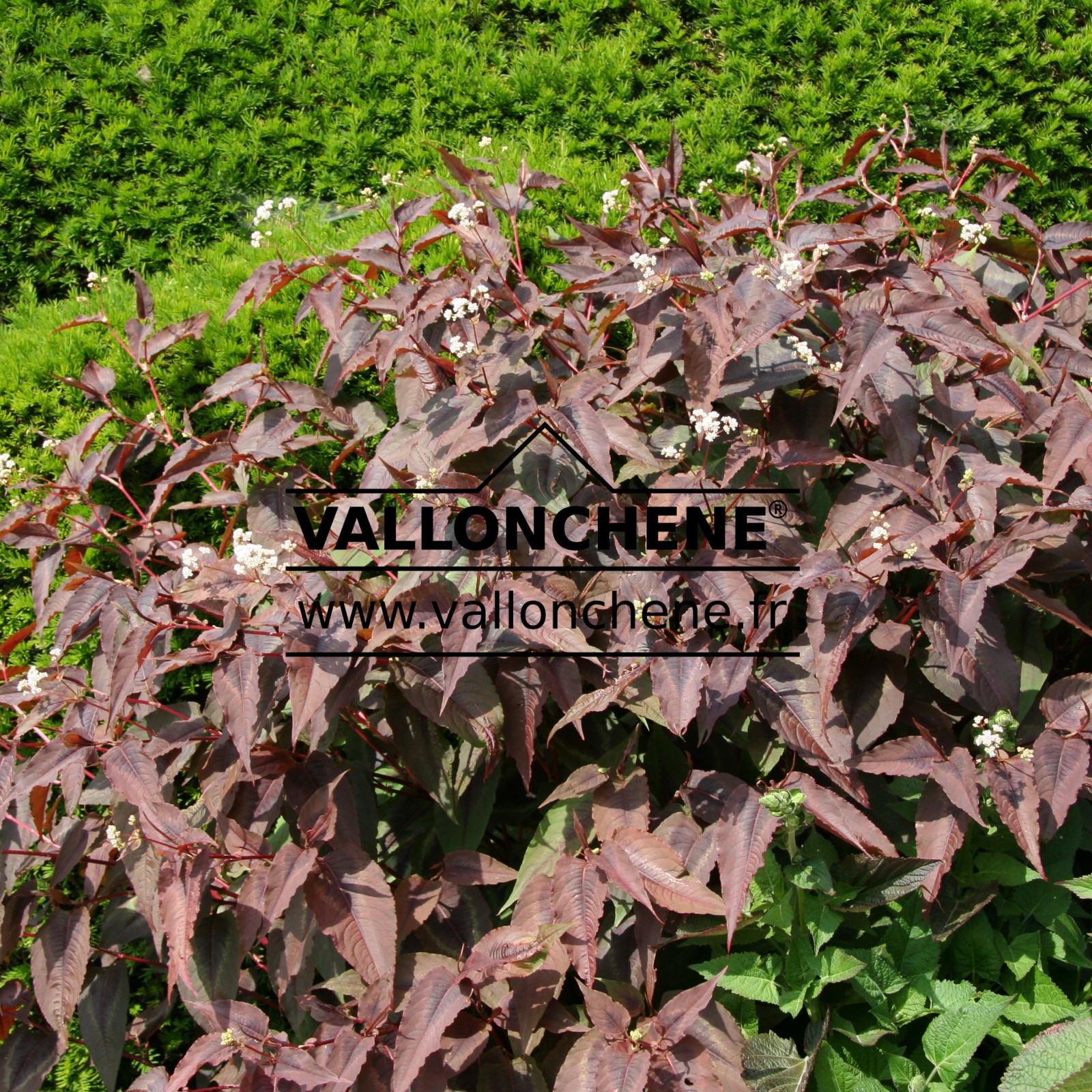 PERSICARIA microcephala ‚Red Dragon‘ en Juillet