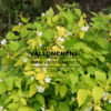 PHILADELPHUS coronarius 'Aureus' en mayo
