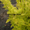 PHILADELPHUS coronarius 'Aureus' en abril