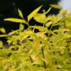 PHILADELPHUS coronarius 'Aureus' en abril