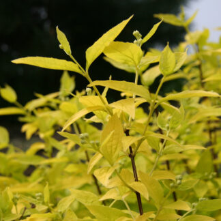 PHILADELPHUS coronarius 'Aureus' en Avril