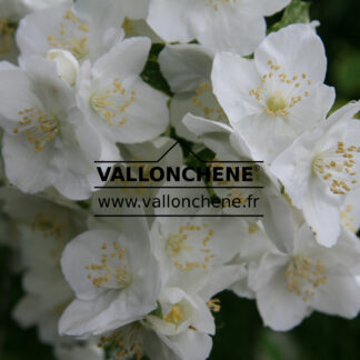 PHILADELPHUS 'Innocence' en Juillet