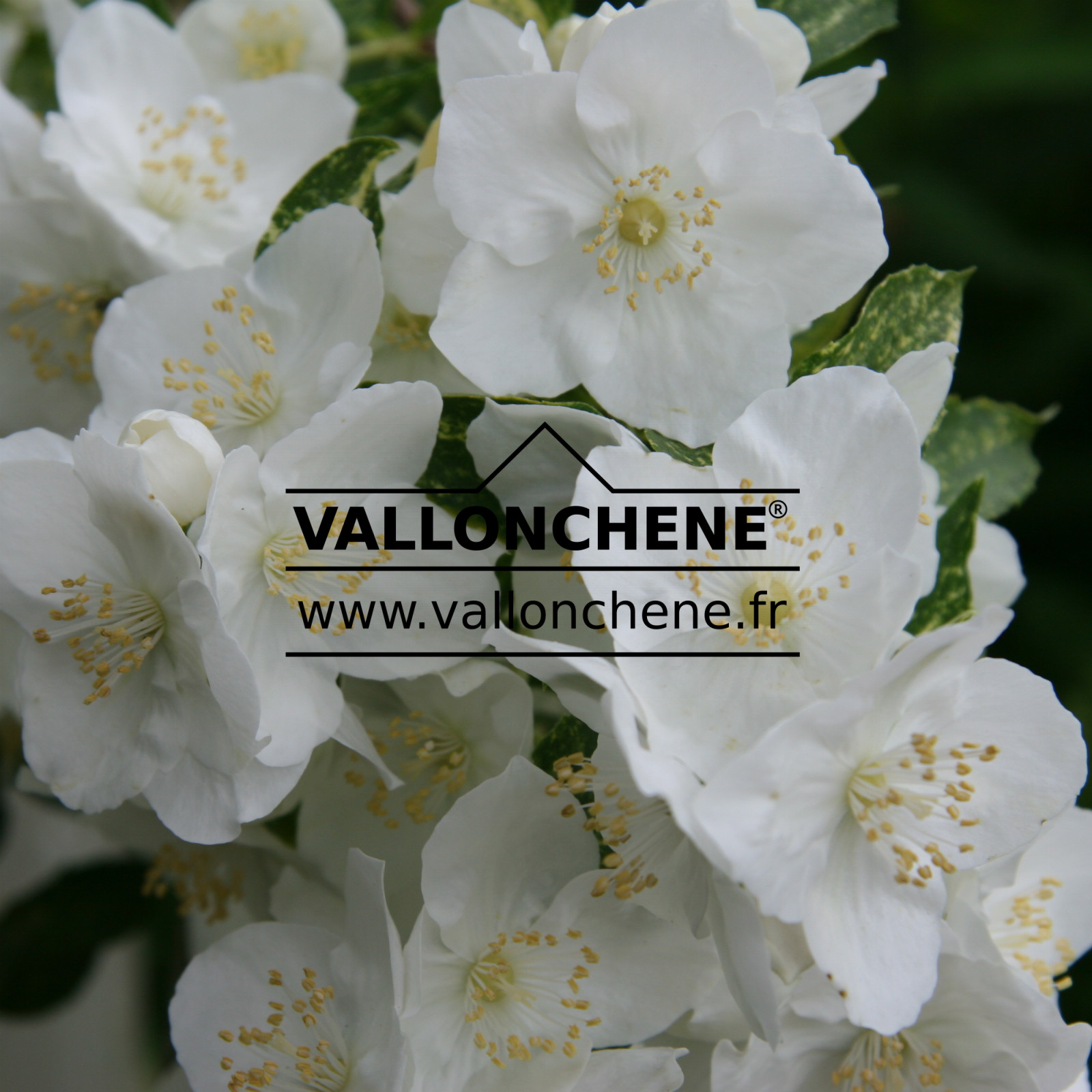 PHILADELPHUS ‚Innocence‘ en Juillet