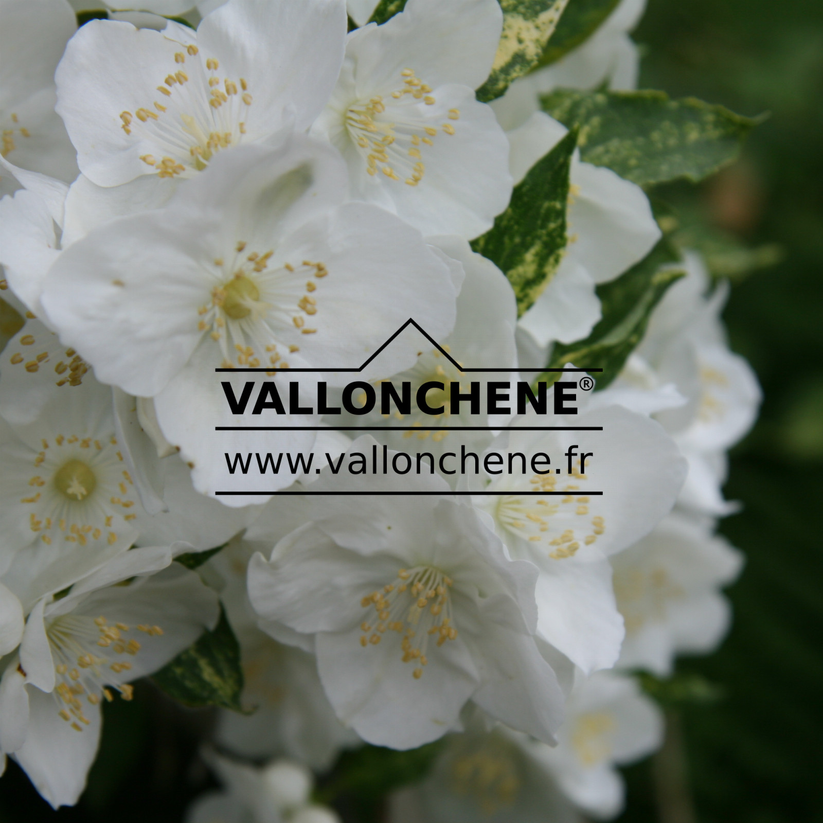 PHILADELPHUS ‘Innocence’ en Juillet