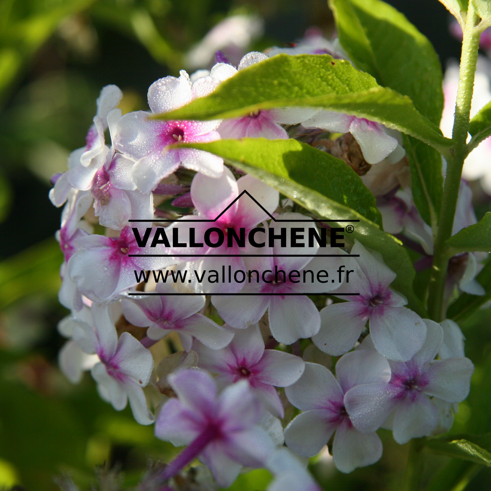 PHLOX maculata ‘Omega’ en Septembre