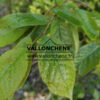 PHOTINIA beauverdiana var. notabilis en Mai