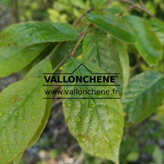 PHOTINIA beauverdiana var. notabilis