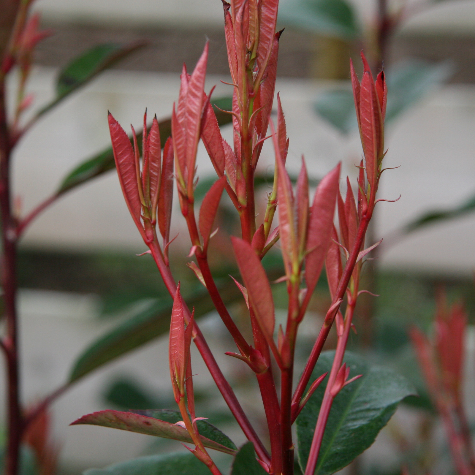 PHOTINIA fraseri ‚Red Robin‘ en Mars