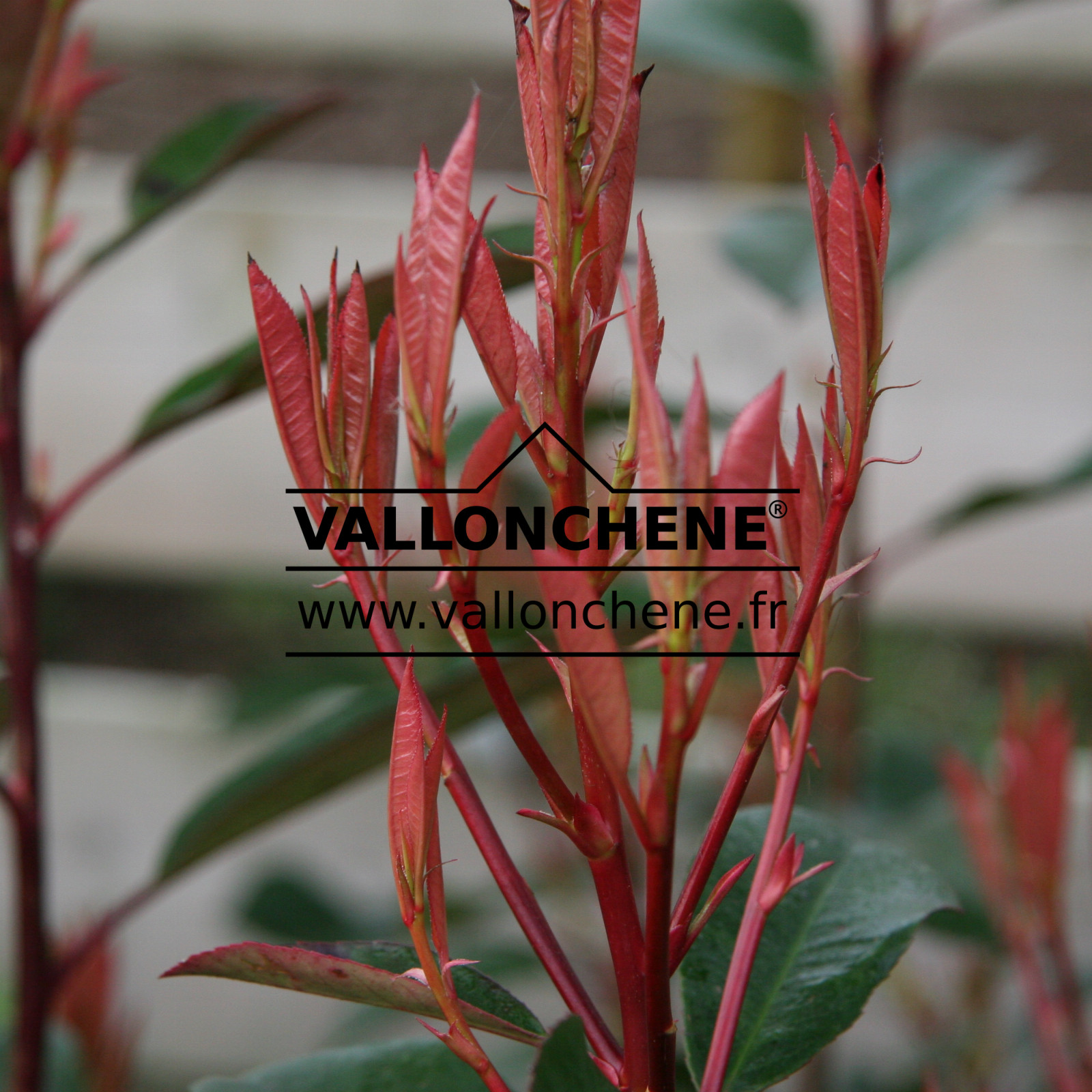 PHOTINIA fraseri ‘Red Robin’ en Mars