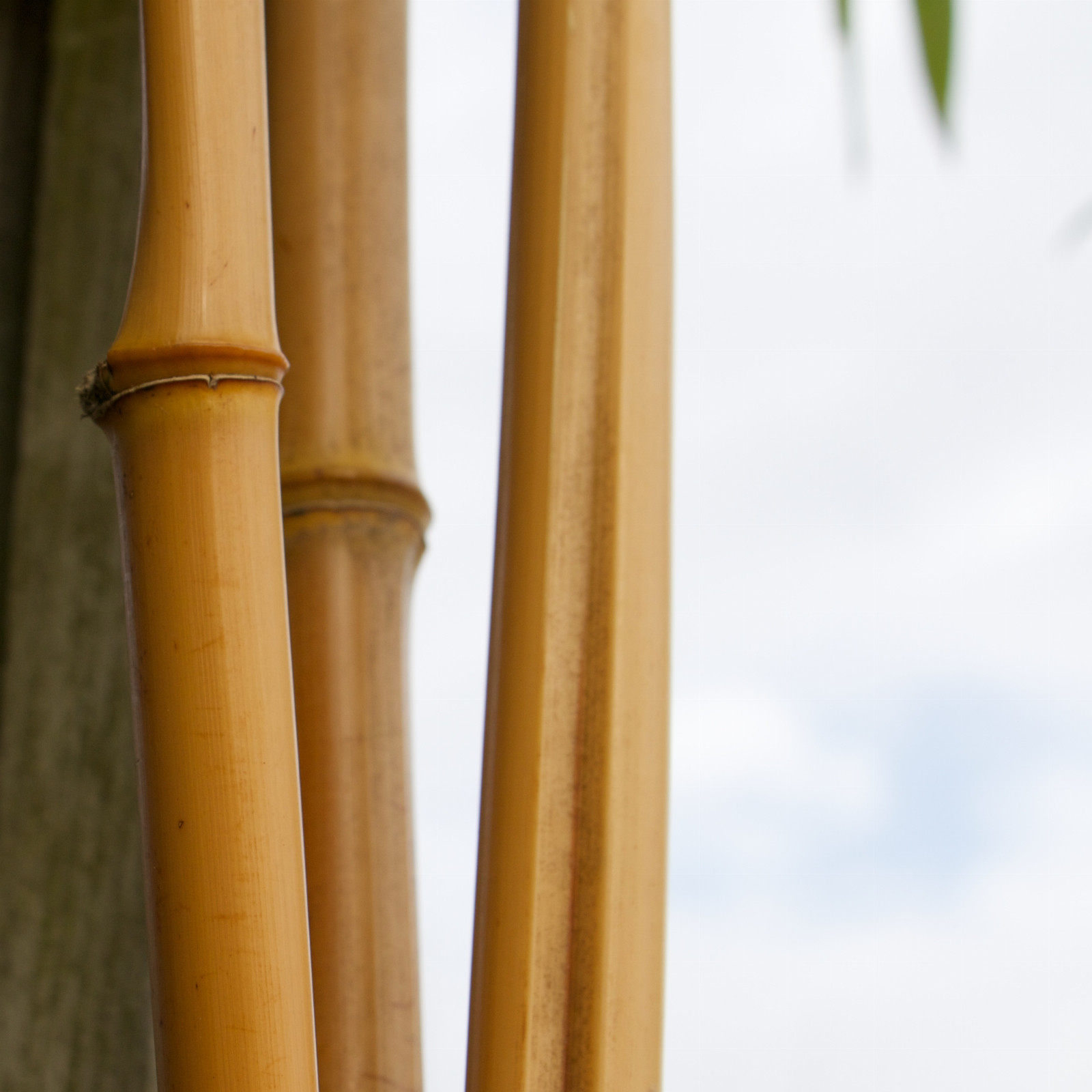 PHYLLOSTACHYS aurea en Mars