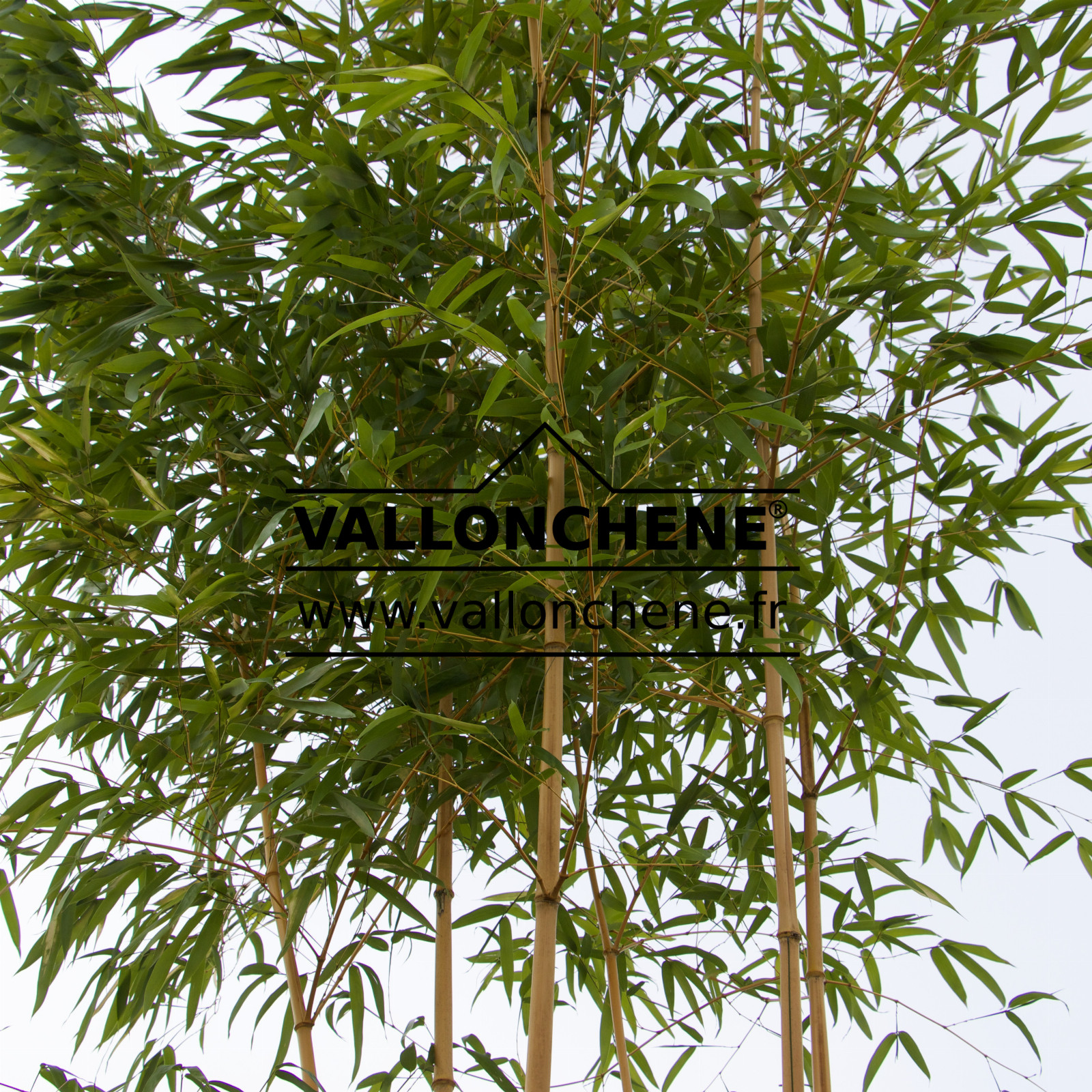 PHYLLOSTACHYS aurea en Mars