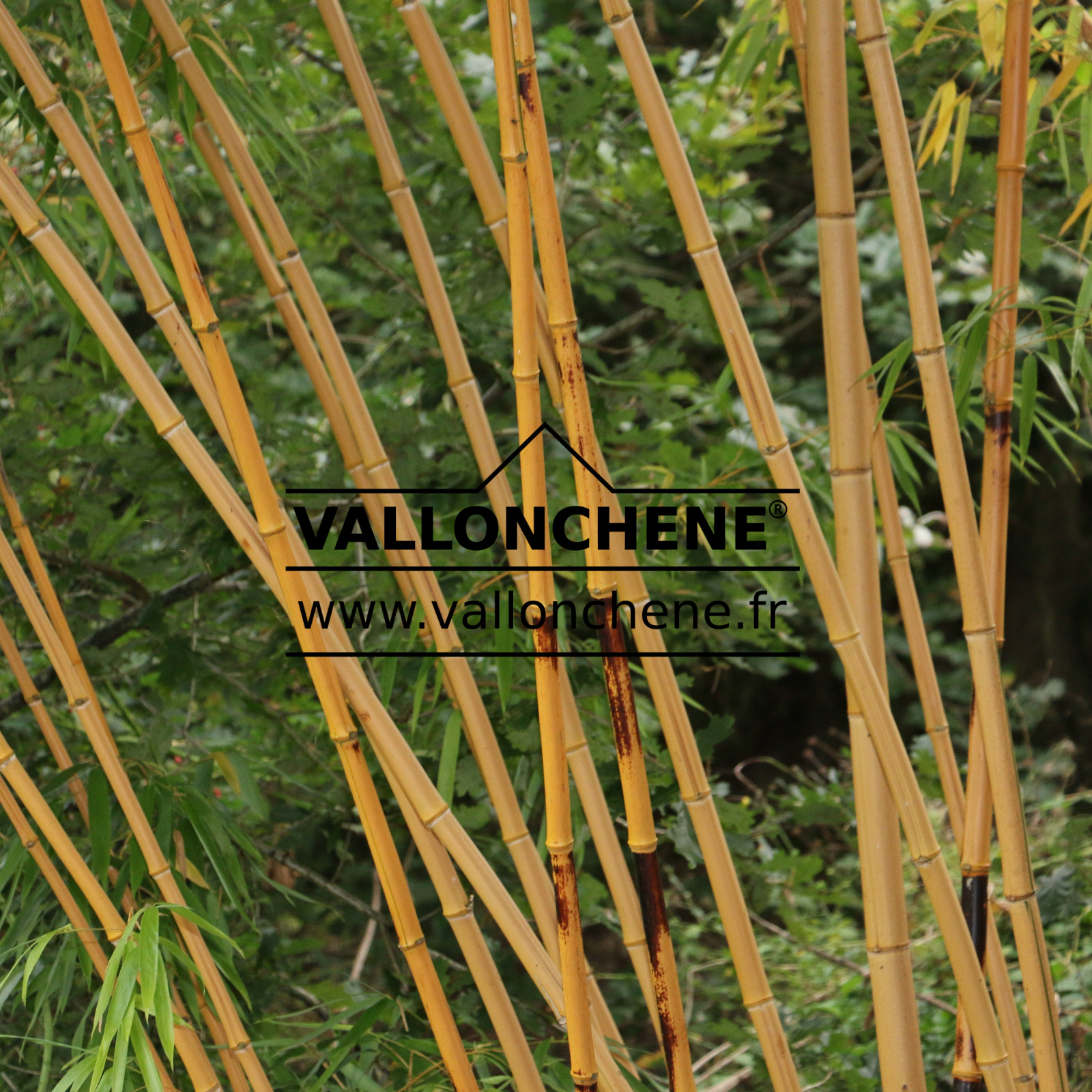 PHYLLOSTACHYS aurea en Septembre